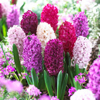 15 Hyacinth 'Velvet' Red-White-Pink-Yellow