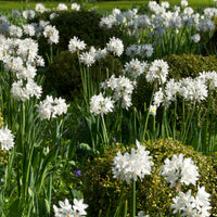 10x Narcissus Narcissus 'Paperwhite' white