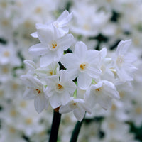 10x Narcissus Narcissus 'Paperwhite' white