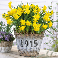 20x Daffodil  Narcissus 'Rip van Winkle' yellow - Hardy plant