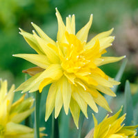 20x Daffodil  Narcissus 'Rip van Winkle' yellow - Hardy plant