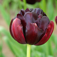 12x Tulip Tulipa 'Black Hero' purple