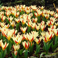 18x Tulips Tulipa 'The First' red