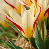 18x Tulips Tulipa 'The First' red