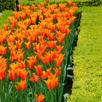 18x Tulips Tulipa 'Ballerina' orange