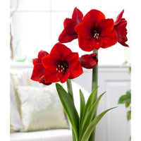 Amaryllis Hippeastrum red