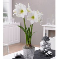 Amaryllis Hippeastrum white