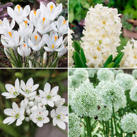 50x Flower bulbs - Mix 'White Collection' white