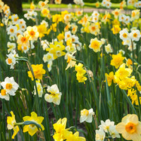 100x Narcissus Narcissus - Mix 'All Spring'