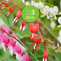 3x Bleeding hearts Dicentra - Mix pink-white-red - Hardy plant