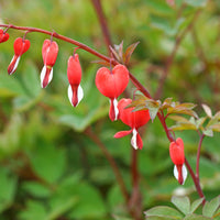3x Bleeding hearts Dicentra - Mix pink-white-red - Hardy plant