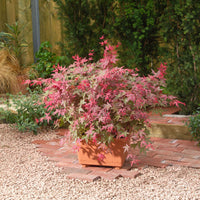 Japanese maple Acer 'Beni-maiko' pink-red - Hardy plant