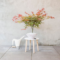 Japanese maple Acer 'Beni-maiko' pink-red - Hardy plant
