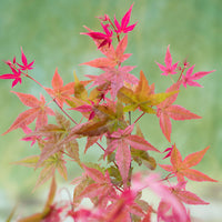 Japanese maple Acer 'Beni-maiko' pink-red - Hardy plant