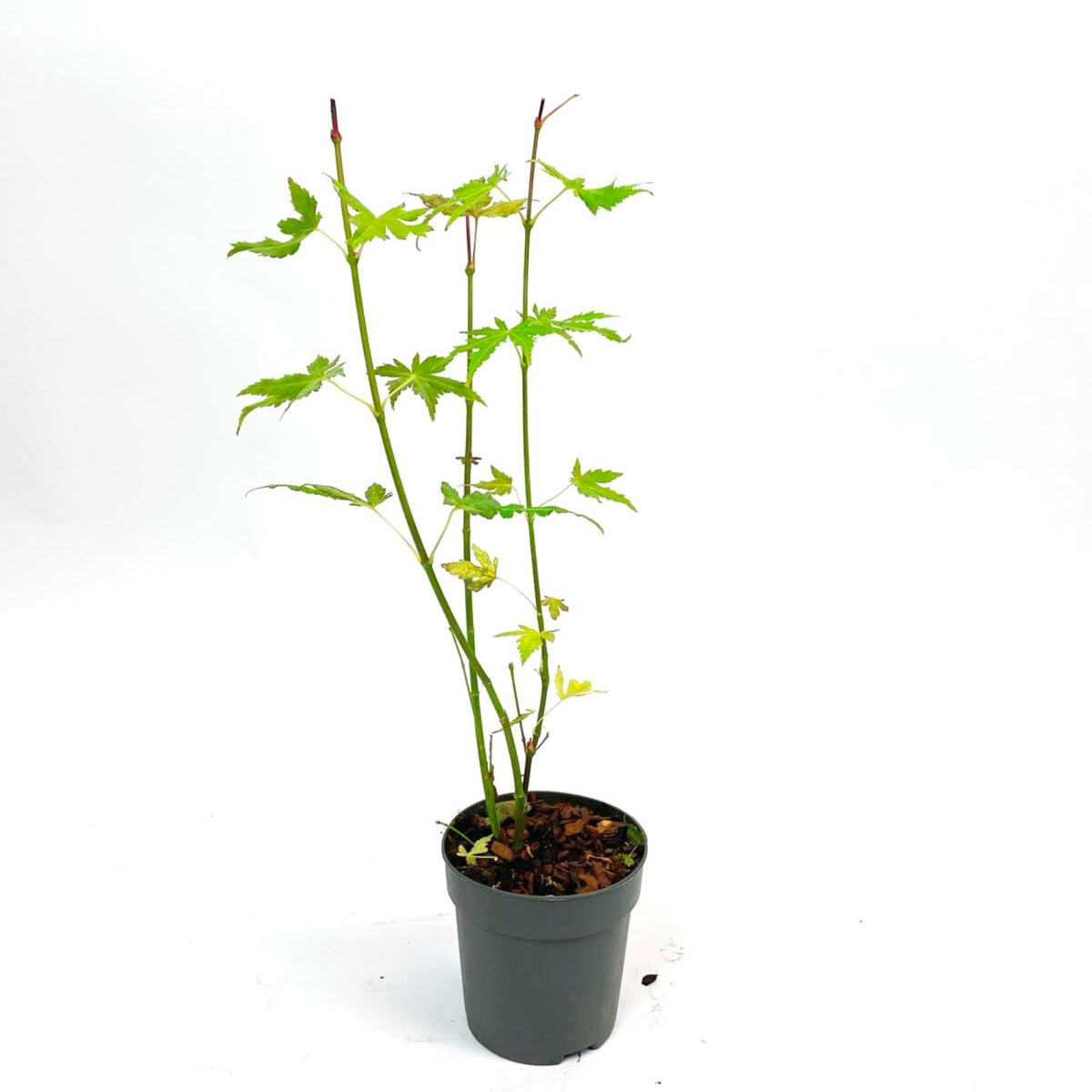 Japanese maple Acer 'Katsura' Orange-Green-Red - Hardy plant