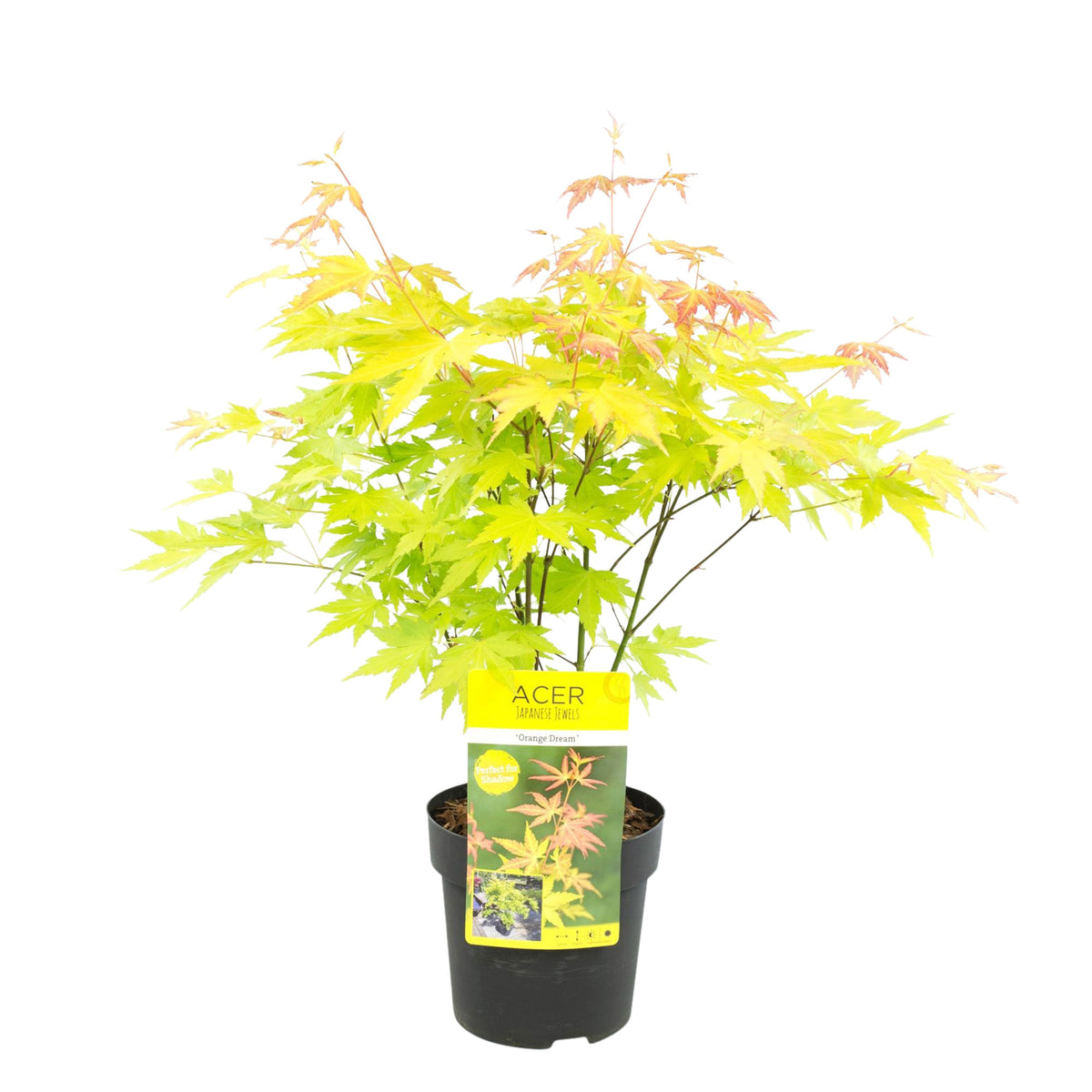 Japanese maple Acer 'Orange Dream' Green-Yellow-Orange - Hardy plant