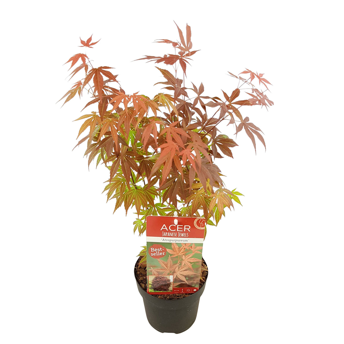 Japanese maple Acer 'Atropurpureum' green-red - Hardy plant
