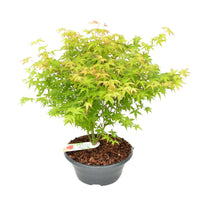 Japanese maple Acer 'Little Princess' green-pink - Hardy plant