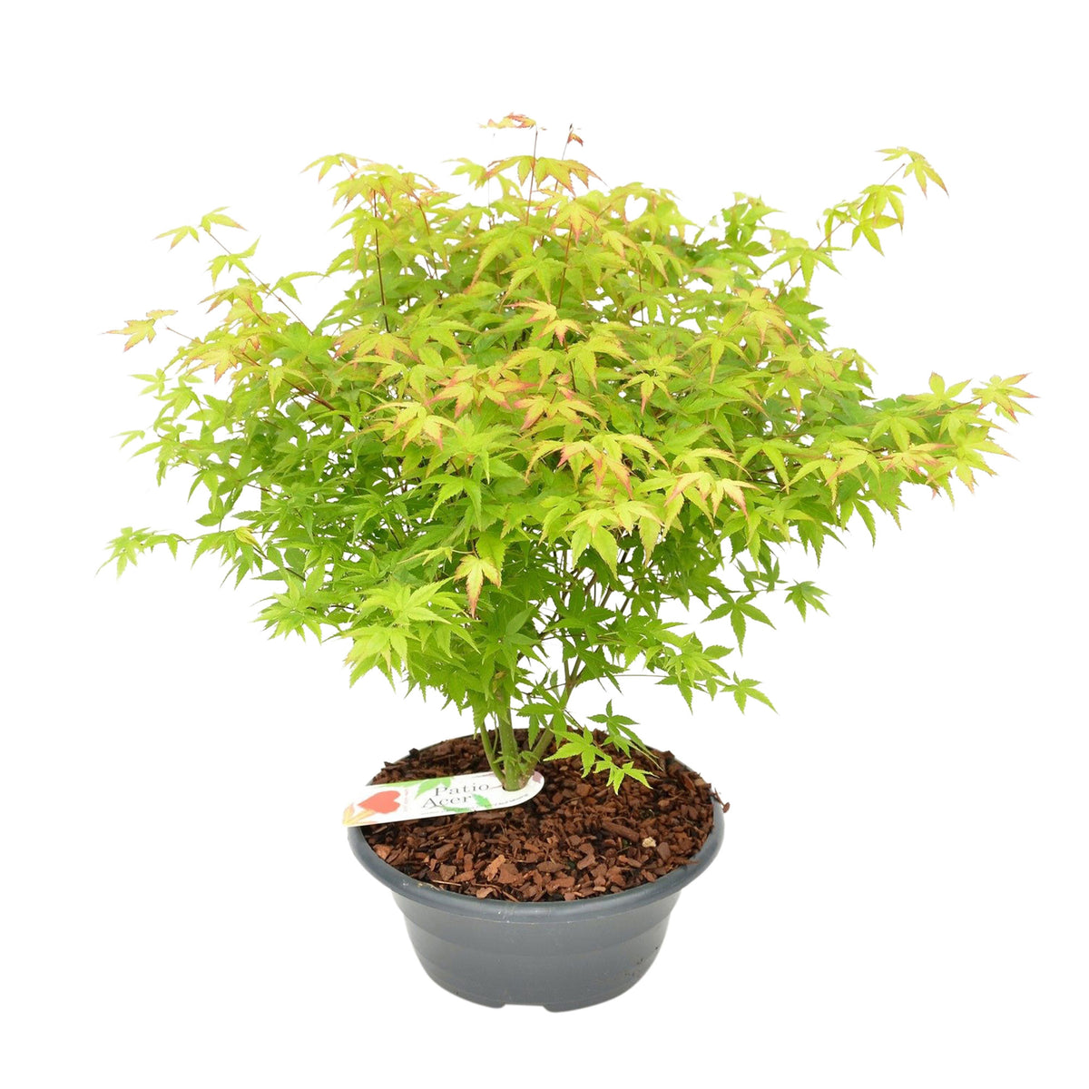 Japanese maple Acer 'Little Princess' green-pink - Hardy plant