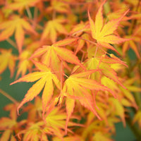Japanese maple Acer 'Katsura' Orange-Green-Red - Hardy plant