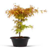 Japanese maple Acer 'Katsura' Orange-Green-Red - Hardy plant