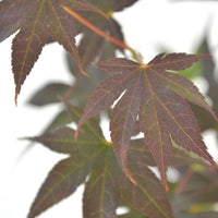 Japanese maple Acer 'Bloodgood' red-orange - Hardy plant