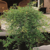 Japanese maple Acer 'Emerald Lace' green-red - Hardy plant