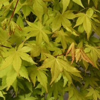 Japanese maple Acer 'Summer Gold' orange-yellow - Hardy plant