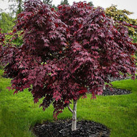 Japanese maple Acer 'Mystic Jewel' purple-green-orange - Hardy plant