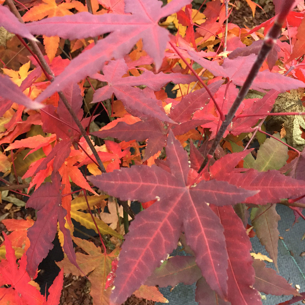 Japanese maple Acer 'Mystic Jewel' purple-green-orange - Hardy plant
