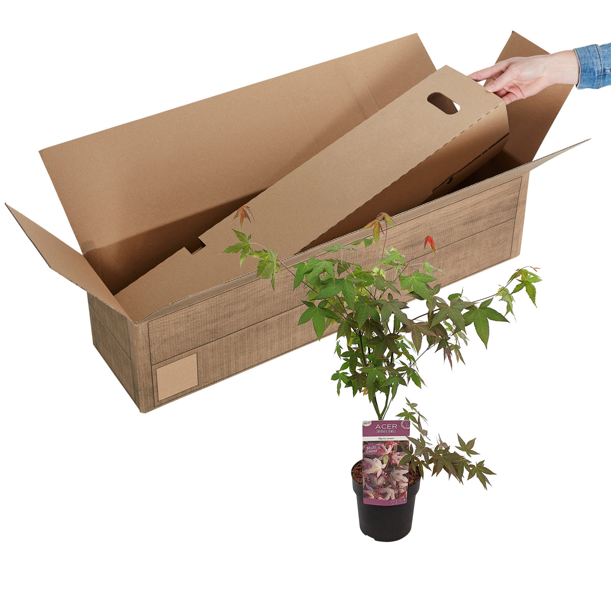 Japanese maple Acer 'Mystic Jewel' purple-green-orange - Hardy plant