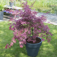 Japanese maple Acer 'Amagi Shigure' pink-purple-mix - Hardy plant