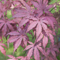 Japanese maple Acer 'Amagi Shigure' pink-purple-mix - Hardy plant