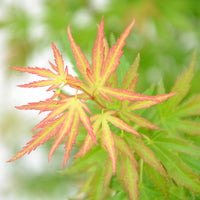 Japanese maple Acer 'Wilson's Pink Dwarf' pink-orange-green - Hardy plant