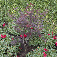 Japanese maple Acer 'Trompenburg' red-purple - Hardy plant