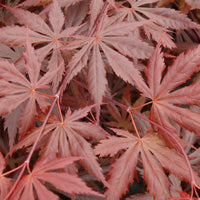 Japanese maple Acer 'Trompenburg' red-purple - Hardy plant