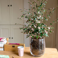 Japanese Rose Camellia 'Cupido' white-pink - Hardy plant