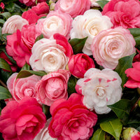 Japanese Rose Camellia 'Festival' white-pink - Hardy plant