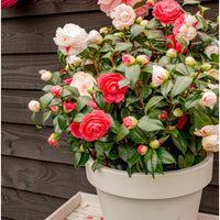 Japanese Rose Camellia 'Festival' white-pink - Hardy plant