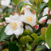 Japanese Rose Camellia 'Beauty Blush' white - Hardy plant