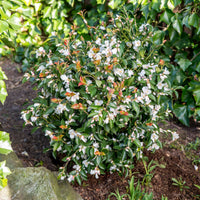 Japanese Rose Camellia 'Beauty Blush' white - Hardy plant