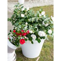 Japanese Rose Camellia 'Winter Perfume Pearl' white-pink - Hardy plant