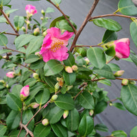Japanese Rose Camellia 'Winter Perfume Pink' pink - Hardy plant