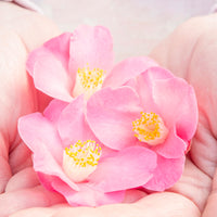 Japanese Rose Camellia 'Winter Perfume Pink' pink - Hardy plant