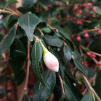 Japanese Rose Camellia 'Cupido' white-pink - Hardy plant