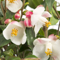 Japanese Rose Camellia 'Cupido' white-pink - Hardy plant