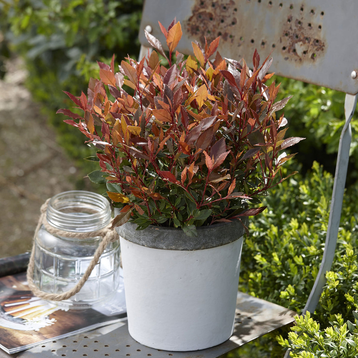 Photinia Photinia 'Chico' green-red - Hardy plant