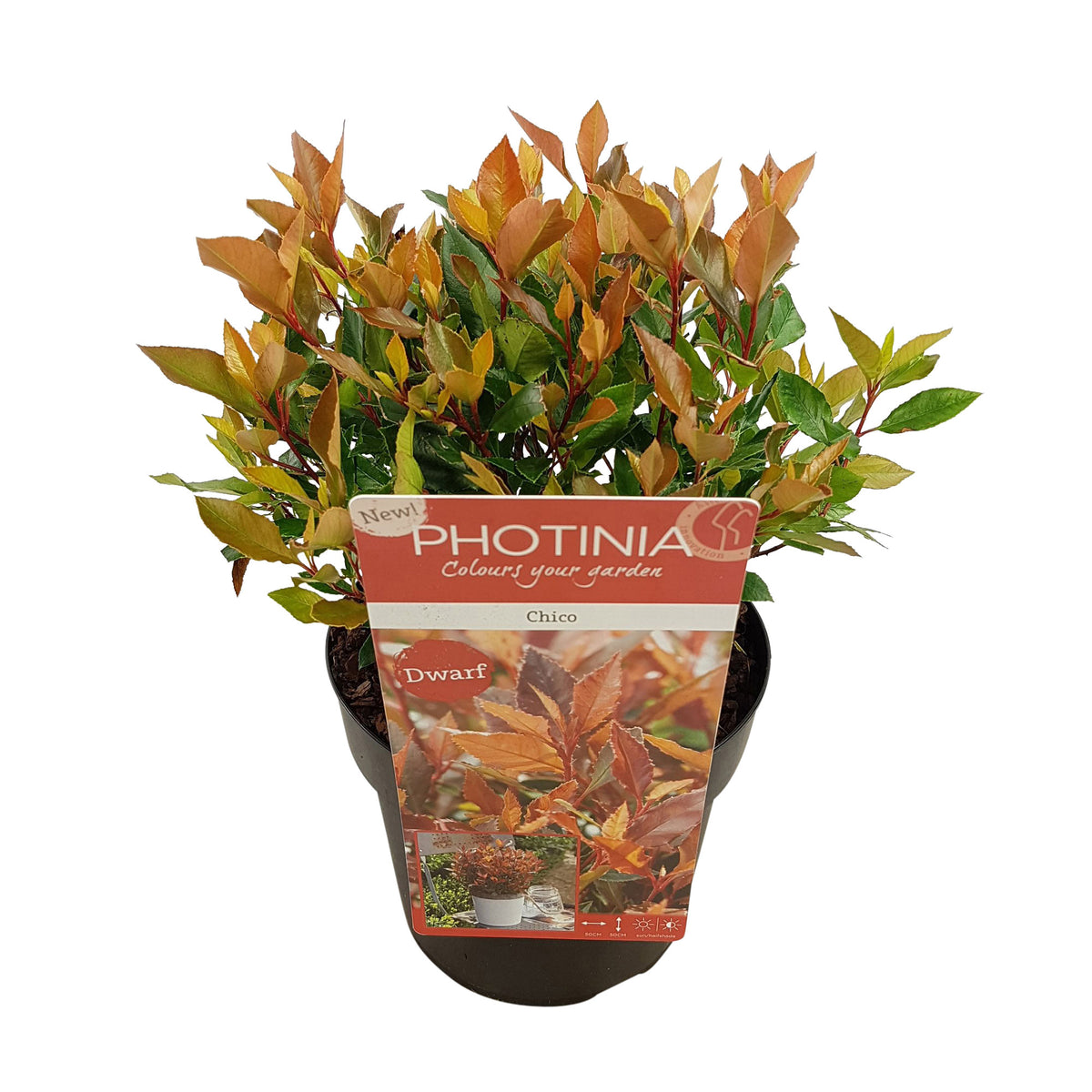 Photinia Photinia 'Chico' green-red - Hardy plant