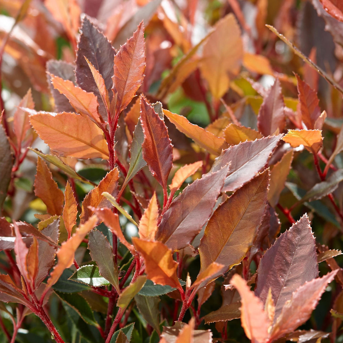 Photinia Photinia 'Chico' green-red - Hardy plant