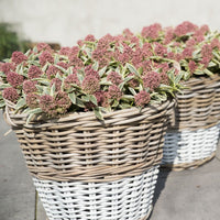 Skimmia japonica 'Marlot' red-pink - Hardy plant